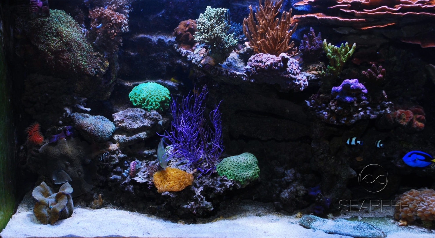 Mořské akvárium 1200 litrů, koráli, mix útesových ryb