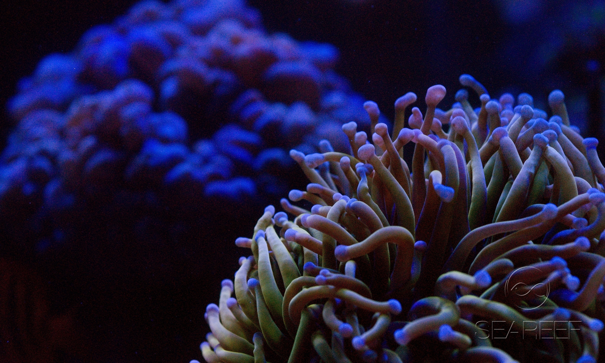 SEAREEF - Mořská akvária na míru