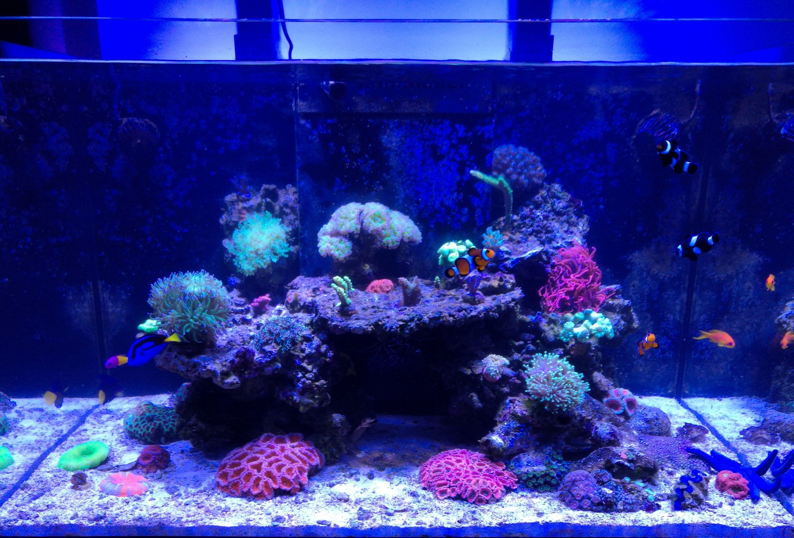 Mořské akvárium - komplet Red Sea reefer 250
