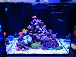 Mořské akvárium - komplet Red Sea reefer 170