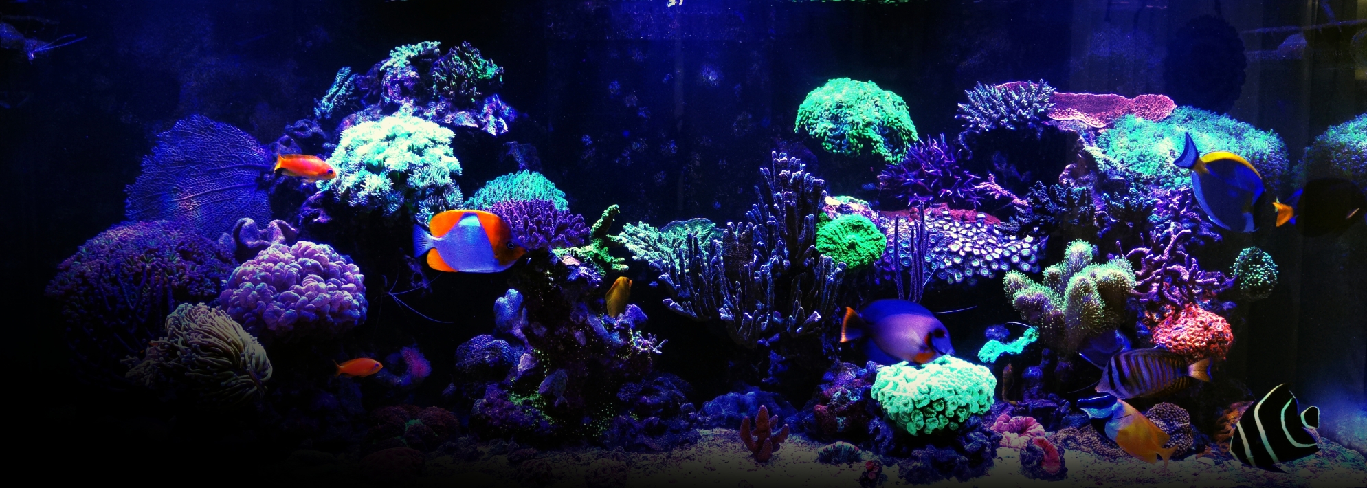 SEAREEF - Mořská akvária na míru