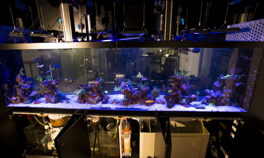 Mořské průhledové akvárium v kanceláři společnosti navržené pro korály a ryby.